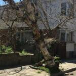 Паднало дърво