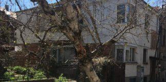 Паднало дърво