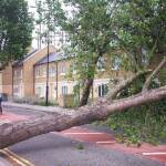 Бурята събори много дървета. Снимка: Общомедия