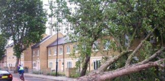 Бурята събори много дървета. Снимка: Общомедия