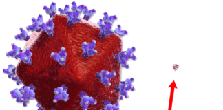 ХИВ вирус. Снимка: Общомедия