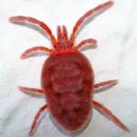 Кърлеж. Снимка: Общомедия