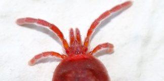 Кърлеж. Снимка: Общомедия