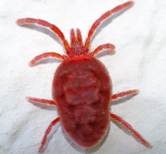 Кърлеж. Снимка: Общомедия