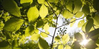 Снимка: Пиксабей