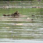 Мисури. Снимка: Общомедия