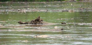 Мисури. Снимка: Общомедия