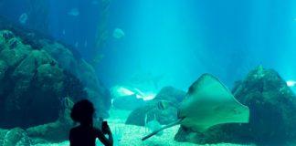 Снимката е илюстративна. Източник: Пиксабай