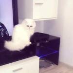 Изгубена бяла персийска котка. Отговаря на името Мърчела.