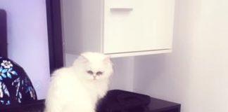 Изгубена бяла персийска котка. Отговаря на името Мърчела.