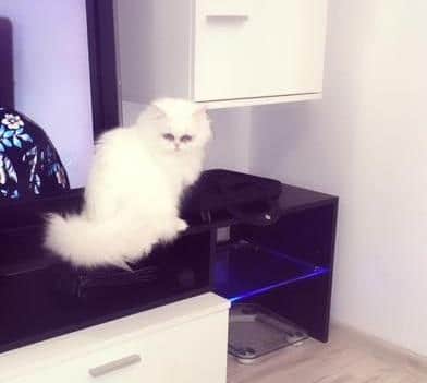 Изгубена бяла персийска котка. Отговаря на името Мърчела.
