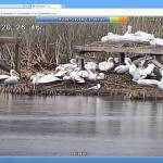 Пеликанчета