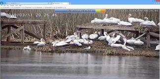 Пеликанчета