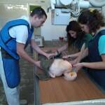 Розов пеликан