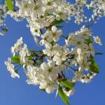 Пролет. Снимка: Общомедия