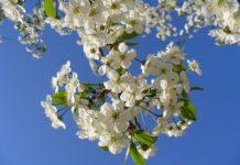 Пролет. Снимка: Общомедия