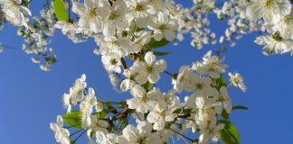 Пролет. Снимка: Общомедия