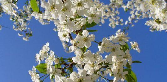 Пролет. Снимка: Общомедия