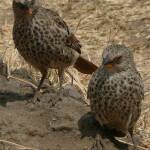 Днес е Световен ден на врабчетата. Снимка: Общомедия