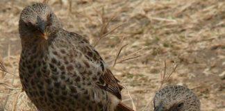 Днес е Световен ден на врабчетата. Снимка: Общомедия