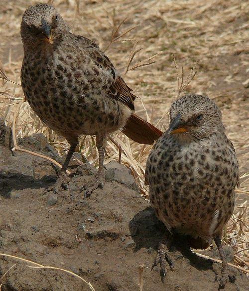 Днес е Световен ден на врабчетата. Снимка: Общомедия