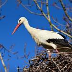 Снимката е илюстративна. Източник: Пиксабай