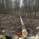 Масова сеч. Снимка: Пиксабай