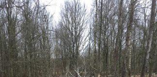 Масова сеч. Снимка: Пиксабай