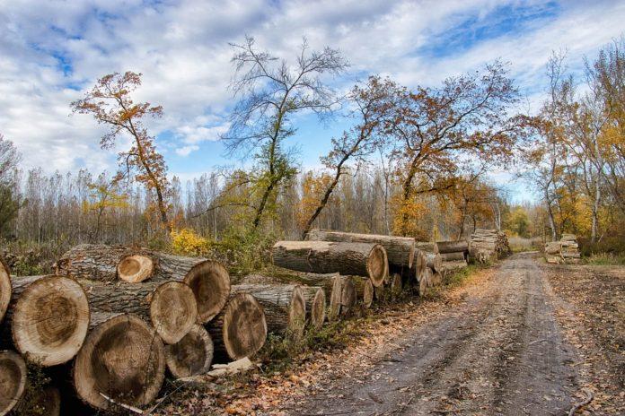 Alexander Dunchev: Fake sanitary logging above Ogoya was stopped - Искра.бг