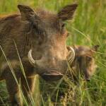 Глиган. Снимка: Пиксабай