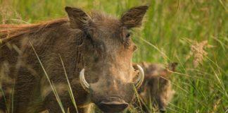 Глиган. Снимка: Пиксабай