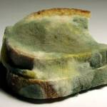 Мухлясал хляб