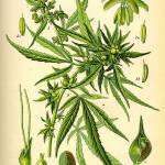 Индийски коноп. Снимка: Уикипедия