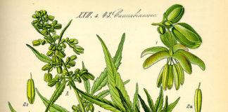 Индийски коноп. Снимка: Уикипедия