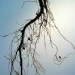 Снимка: Пиксабай