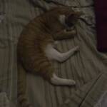 Спасеният котарак Плутоша. Снимка: Искра.бг