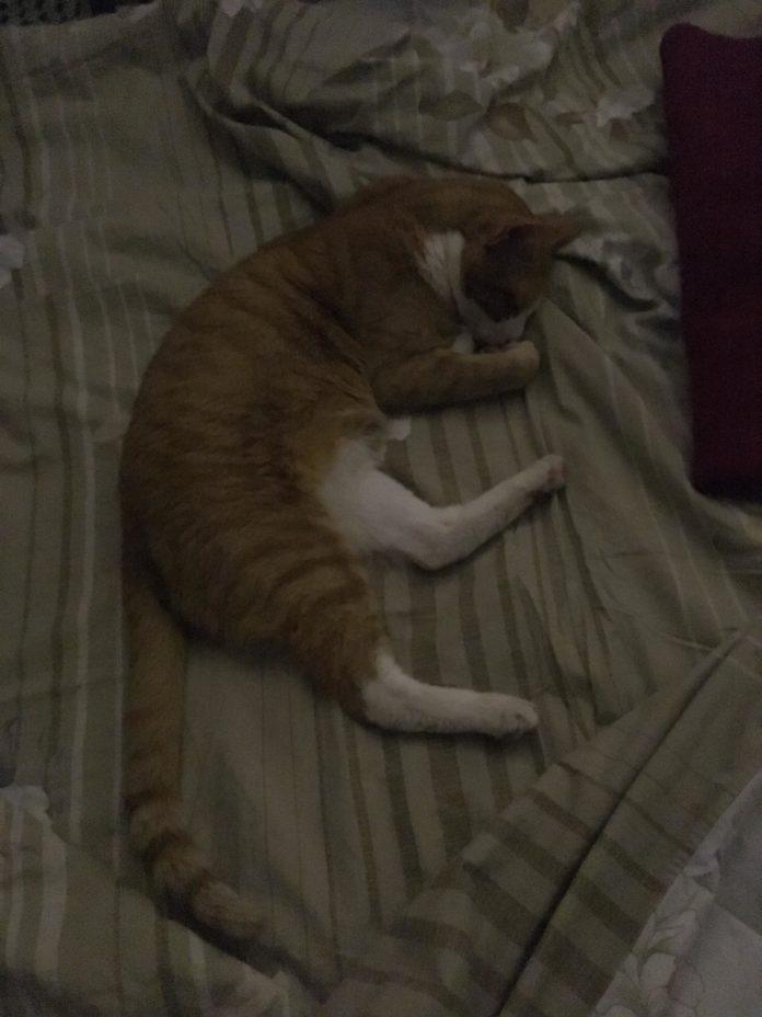 Спасеният котарак Плутоша. Снимка: Искра.бг