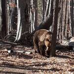 Парк за танцуващи мечки в Белица
