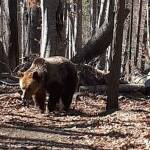 Парк за танцуващи мечки в Белица