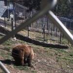 Парк за танцуващи мечки в Белица