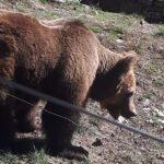 Парк за танцуващи мечки в Белица