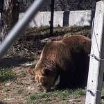 Парк за танцуващи мечки в Белица