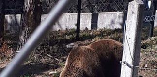 Парк за танцуващи мечки в Белица