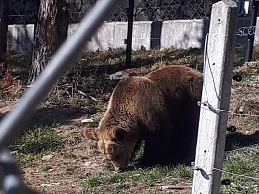 Международен ветеринарен екип прегледа обитателите на Парка за мечки Белица