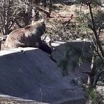 Парк за танцуващи мечки в Белица