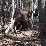 Парк за танцуващи мечки в Белица