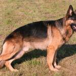 Немска овчарка