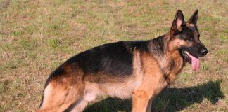 Немска овчарка