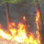 Горски пожар