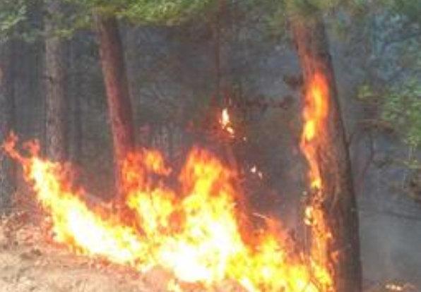 Горски пожар